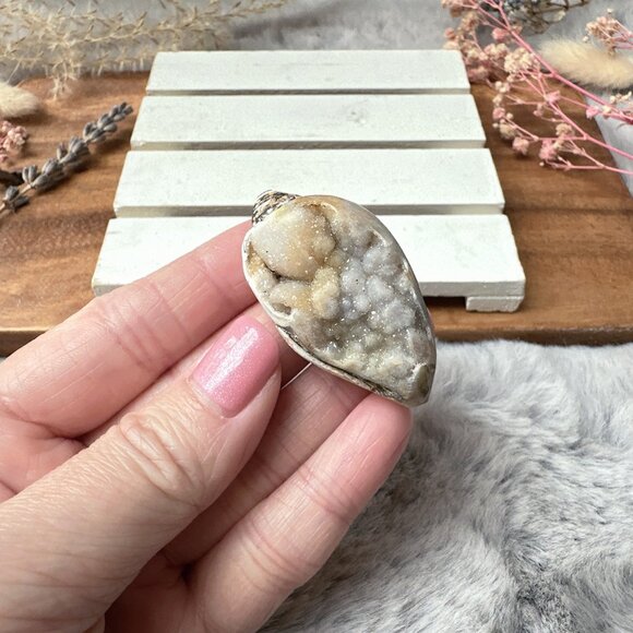Beautiful Small Fossil Shell - Picture 1 of 5
